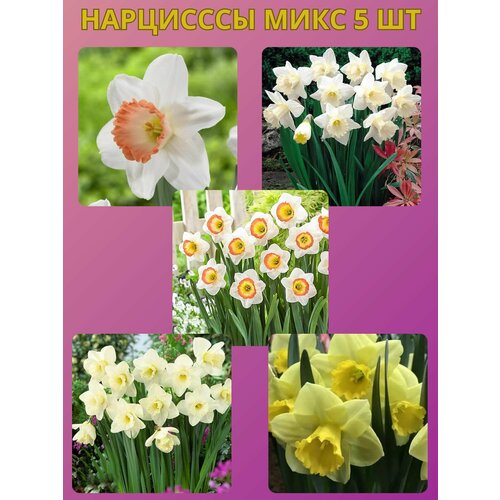 ������ ������ �������� ����������� �����, �������� 5 �� ����6 ����