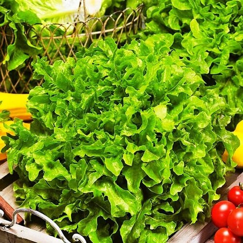 ������ ������ ����� ���������� �������� (������). ������. ����