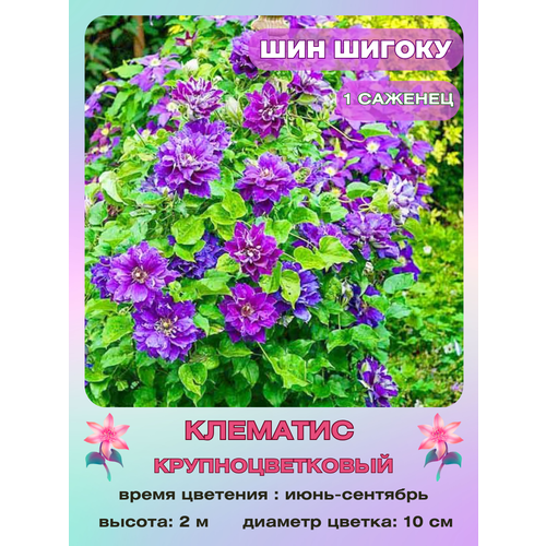 ������ ������ �������� ��� ������ ����