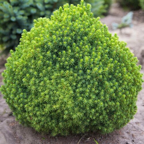 ������ ������ ��� ��������� �������� ����� (Szkolka roslin A.M (������)), 1 ������� � ������ 15-20 �� ����