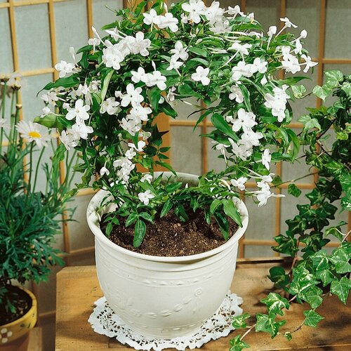 ������ ������ ������, ������ 15+ �� ����