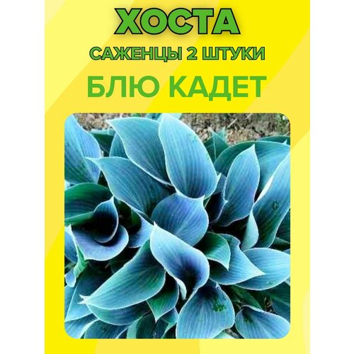 ������ ������ �����, ������� 2 ����� ����