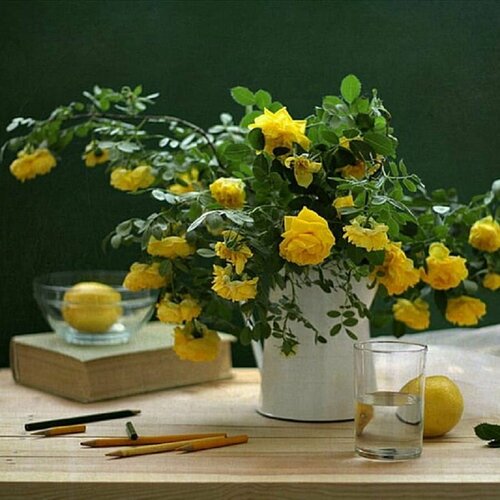 ������ ������ ���� ��������, Rose Xanthina, ��������� ������� ����, ������ ����