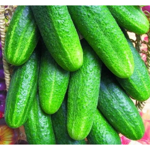 ������ ������ ������ �������� F1 0,3� ������ (�. �. �) ����