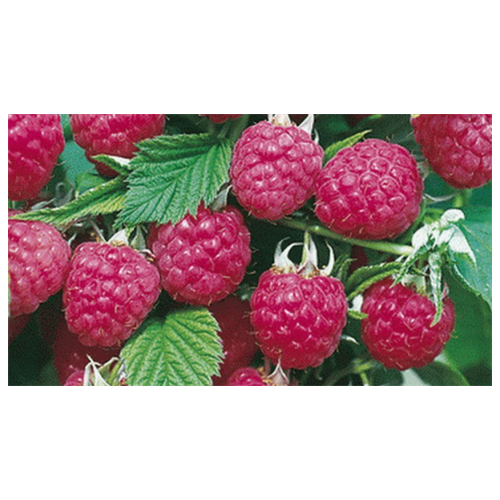 ������ ������ ������� ������ ������������ ����