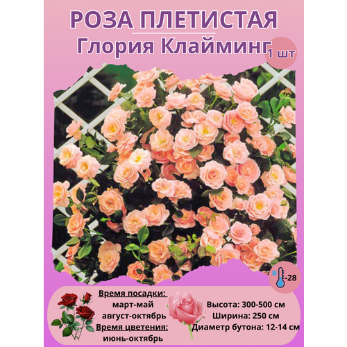 ������ ������ ���� ��������� ������ ��������, ����������� ����� ����