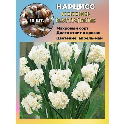 ������ ������ ������� ��������, ����������� ���������� �����, 10 ��. ����