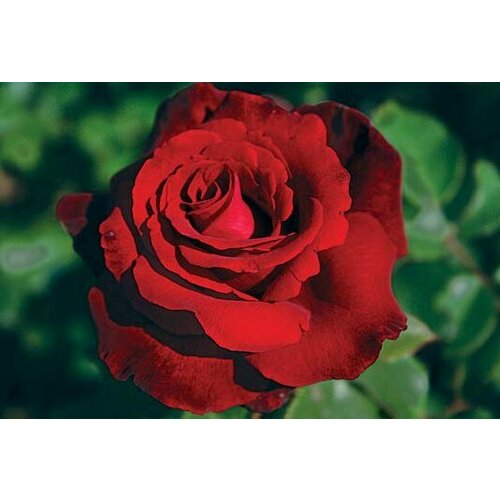 ������ ������ ������ ���� �����-��������� ���� ������� (������� ������) 5 ��. (1 ��������) ����