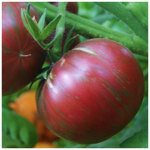 ������ ������ ������ ������ ����� Ҹ���� �������� 10 ��. ����