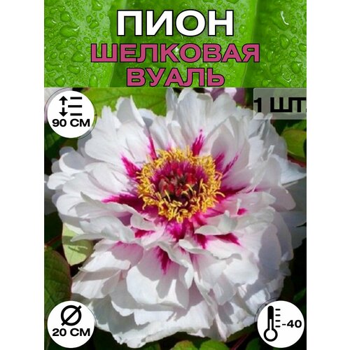 ������ ������ ���� �����������, ������ ������� ��� ������� ����