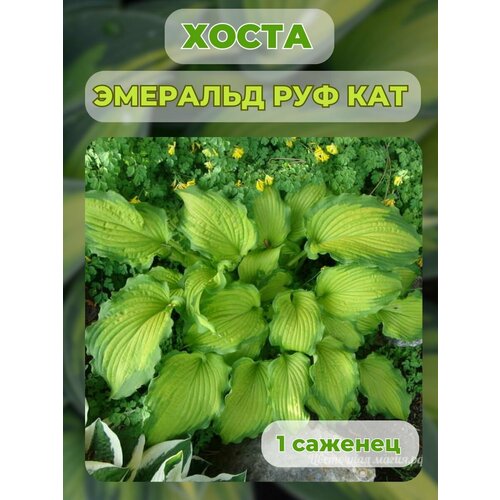 ������ ������ ����� �������, ����� ��������� 1 ����� ����