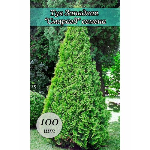 ������ ������ ������ ���� ������ ����