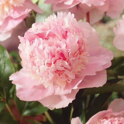 ������ ������ ������ ���� ����� ������ 3 ��. (1 ��������) ����