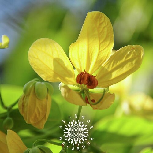 ������ ������ ������ ����� ������������� (���. Cassia Glauca) 15�� �� Green Legacy ����