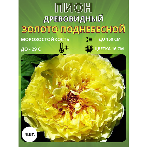 ������ ������ ���� ������ ����������� 1 ��. ����