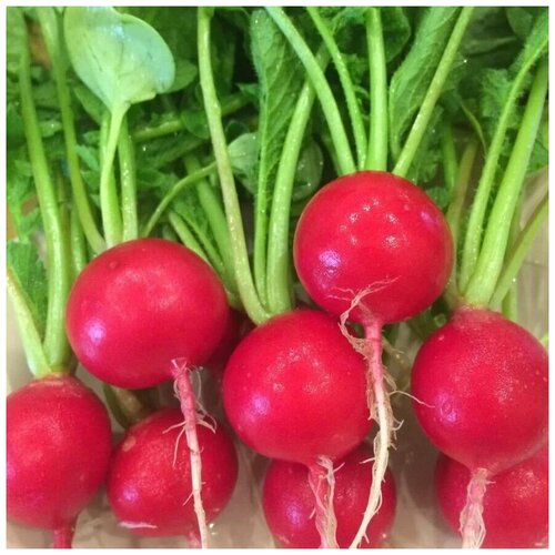 ������ ������ ������������� ������ ������ ������� F1 ����