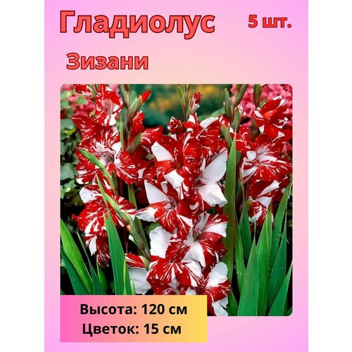 ������ ������ ��������� ��������������� ������, �������� ���������� ����