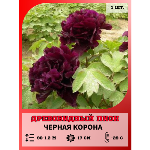 ������ ������ ���� ����������� ������ ������, ������� 1 ����� ����