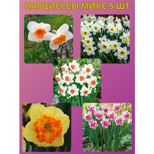 ������ ������ �������� ����������� �����, �������� 5 �� ����8 ����