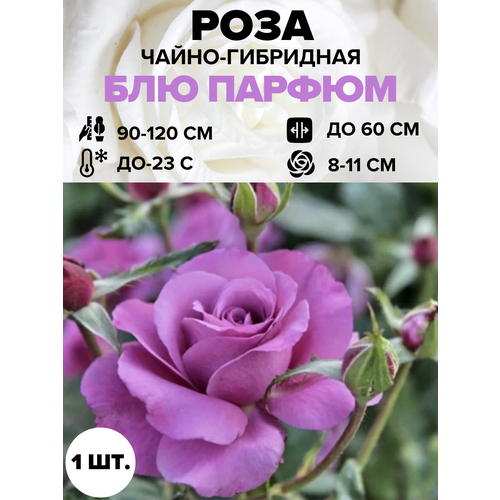 ������ ������ ���� ��� ������ �����-��������� 1 ��. ����