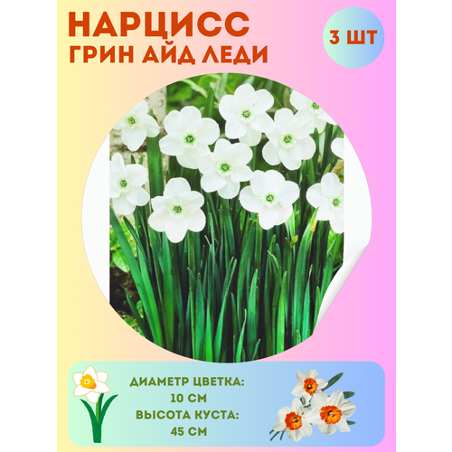 ������ ������ ������� ���� ��� ����, ����������� �����, �������� 3 �� ����