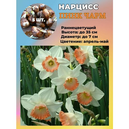 ������ ������ ������� ��������, �������� 5 ���� ����