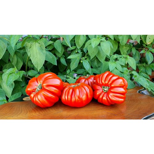 ������ ������ ������ ������ ������������� �������� (Pleated Carnelian) / Seeds And Goods / � �������� zip-lock ��� ���������� 10 ����� ����