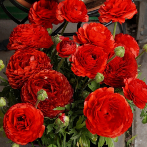 ������ ������ �������� ������, �hipollino flowers, ���������� Red (10 �������) ����