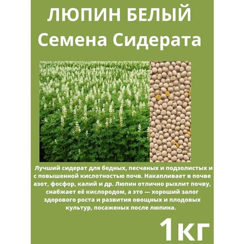 ������ ������ ������ �������� ����� ����� 1�� ����