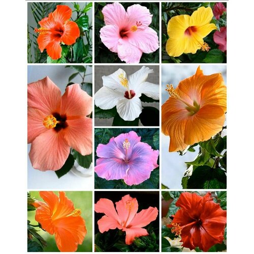 ������ ������ ������ ��������� ������ �������� ���� 10 �����. ����