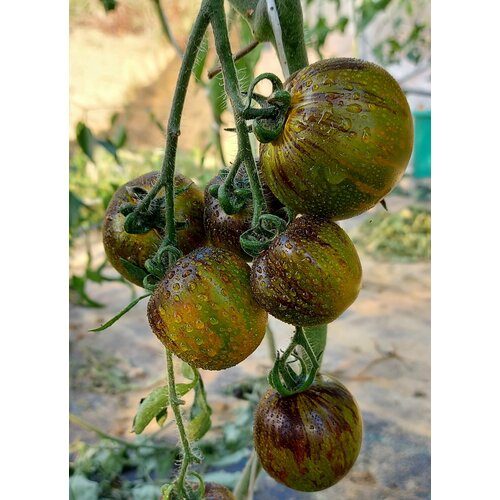 ������ ������ ������ ������ ��������� (Krypthonite) / Seeds And Goods / � �������� zip-lock ��� ���������� 10 ����� ����