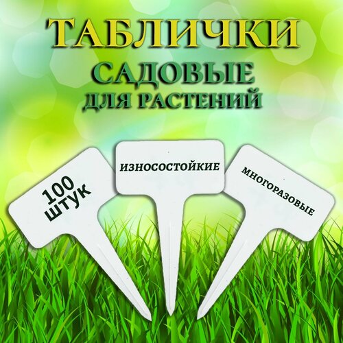 ������ ������ �������� ��� ���������� �������� �������, 100���� ����