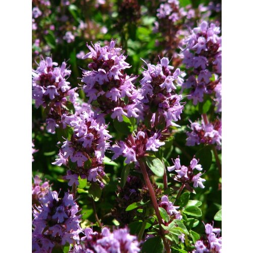 ������ ������ ������ ������ �������� ������ (Thymus serpyllum), 40 ���� ����