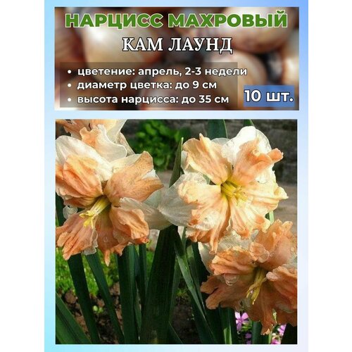 ������ ������ ������� ��������, �������� 10 ���� ����