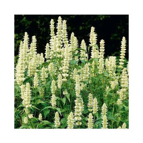 ������ ������ ������ ������ ������ ��������� 30 ��. ����