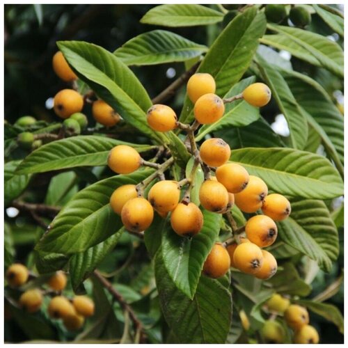 ������ ������ ������ ������ ������� �������� 5 ��. ����