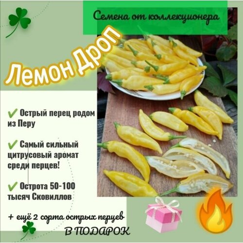 ������ ������ ����� ������ 