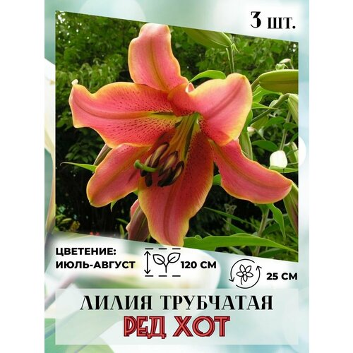 ������ ������ ����� ���������, �������� 3 ��. ����