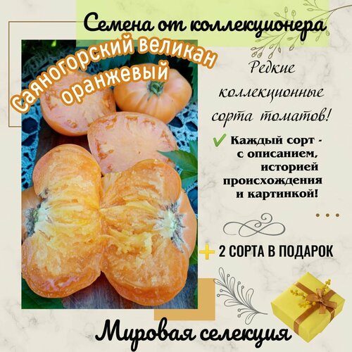 ������ ������ ����� 