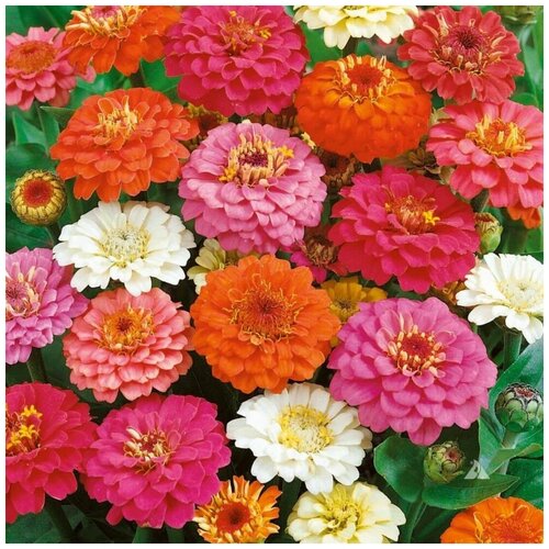 ������ ������ ������ ������ ������ ��������� 45 ��. ����