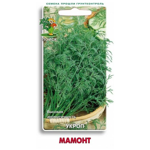 ������ ������ ����� ������ ����