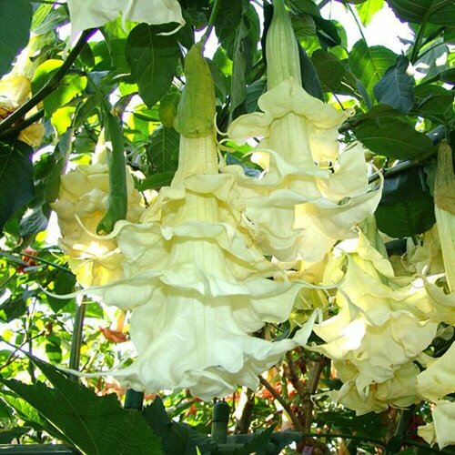 ������ ������ ������ ���������� ������ ����� 3 ��. (1 ��������) ����