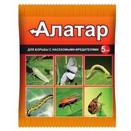 ������ ������ ������ ������ �� ���������-���������� 5�� 5 �������� ����