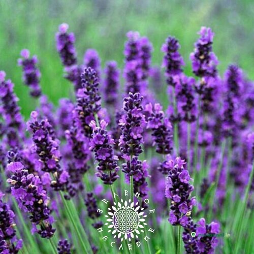 ������ ������ ������ ������� ��������� (���. Lavandula angustifolia) 50 �� ����