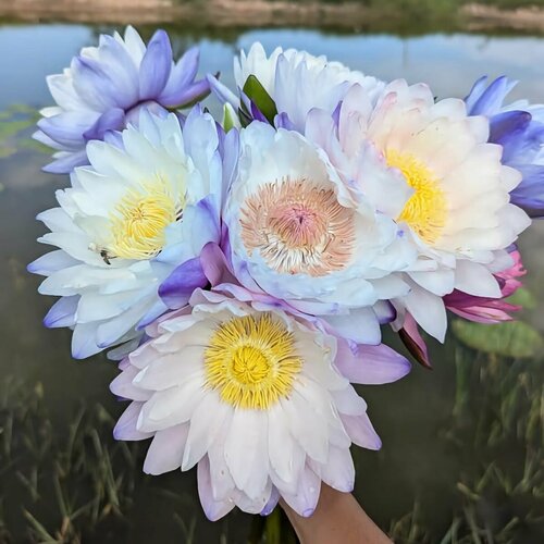 ������ ������ ������ ������� Nymphaea gigantea ������ 5 ���� ����