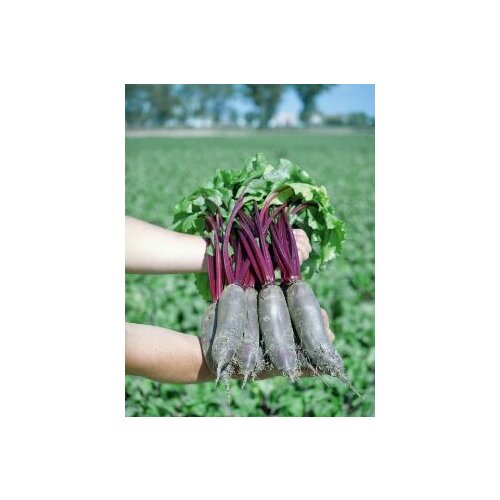 ������ ������ ������ ������ ������ F1 1� �������������� ������� (�������) ����