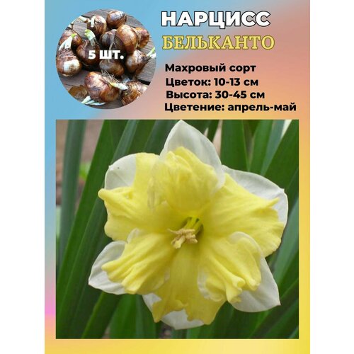 ������ ������ ������� ��������, �������� 5 ���� ����