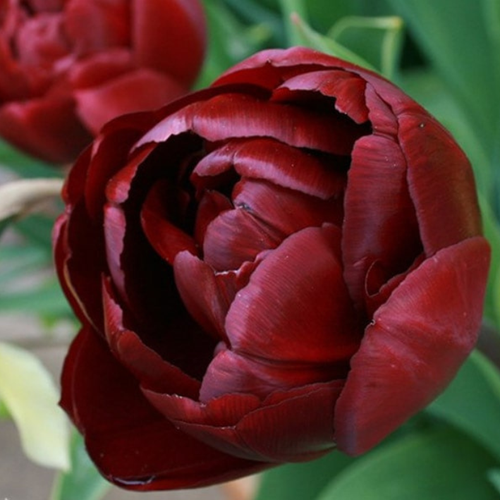 ������ ������ ������� ���� ��� (5 ��) ����