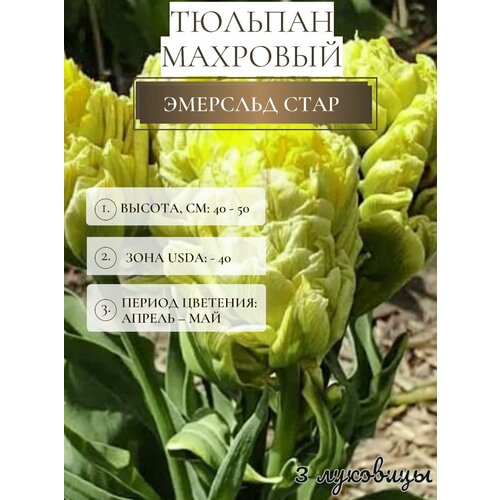 ������ ������ ������� �������� ����������� ������ ����