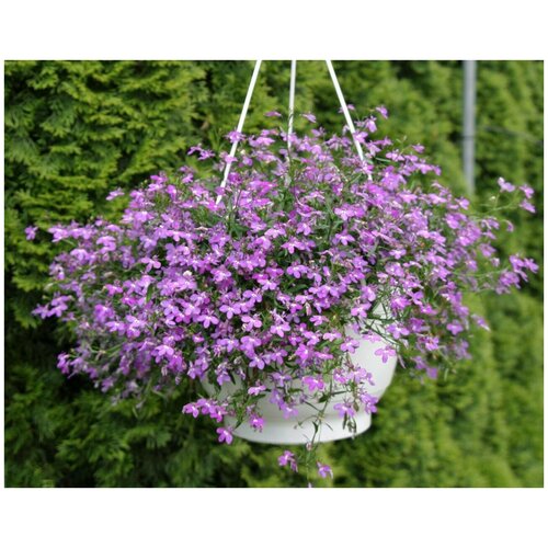 ������ ������ ������� ��������� ������, ������� ������, ���������� � ������������ �������� ��� �������� �������, � 1 ����������� 5-7 ��������, 10 ����� ����